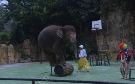 广州动物园大象表演图片