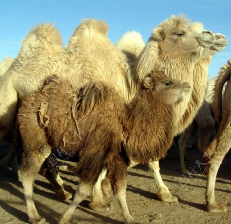 沙漠骆驼群摄影图图片