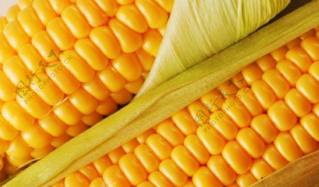 玉米玉米籽玉米粒图片