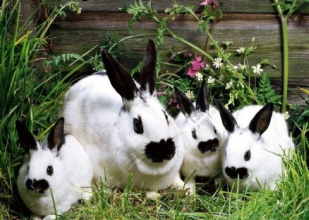 可爱的兔子壁纸图片