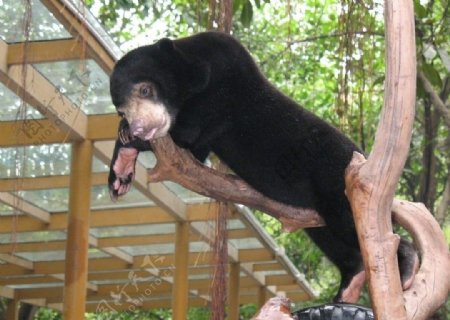 番禺长隆动物园黑熊上樹歡迎你图片