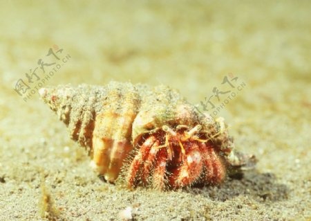 海洋生物螺海螺图片