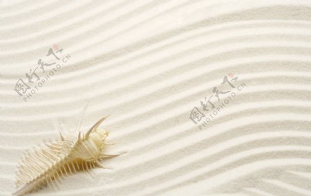 海螺沙滩图片
