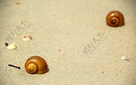 沙滩岸边的贝壳图片