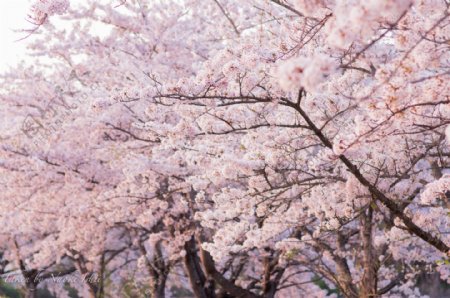 日本樱花高清摄影图片