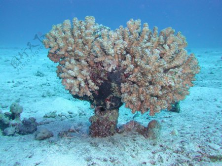 深海珊瑚特写图片