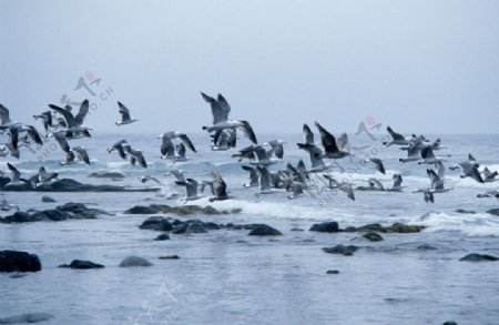 大海白鹭图片
