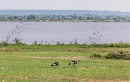 乌干达国鸟冠羽鹤图片