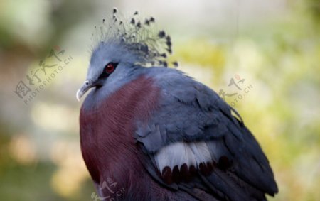 维多利亚加冕鸽子图片