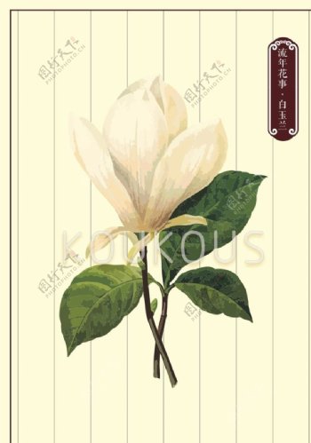 白玉兰花卉素材图片