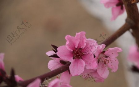 几朵桃花图片
