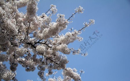 樱花摄影图片