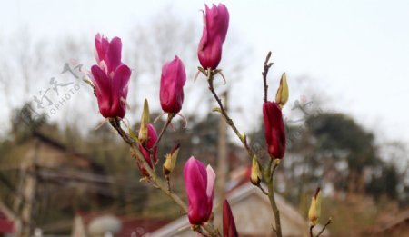 春天里的花图片