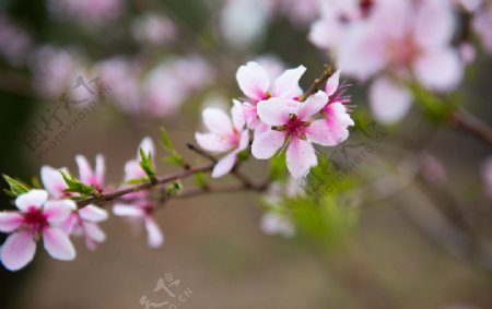 桃花图片