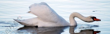 白天鹅游单独一只休憩水边特写优雅图片