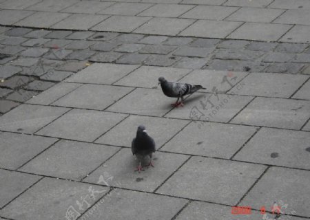慕尼黑市中心麻灰黑鸽子图片