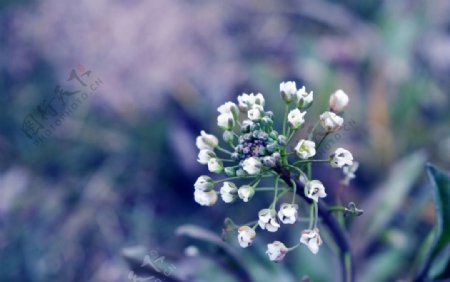 小白花图片