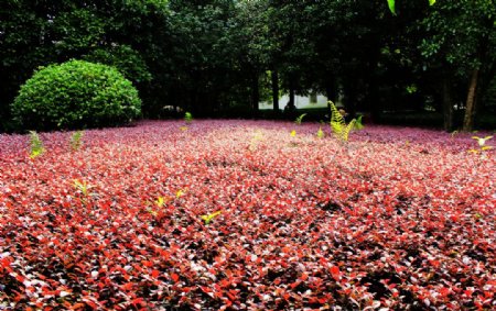 红花檵木植物图片