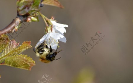 蜜蜂采蜜高清摄影图片