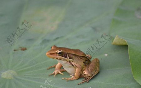 东山公园的蛙图片