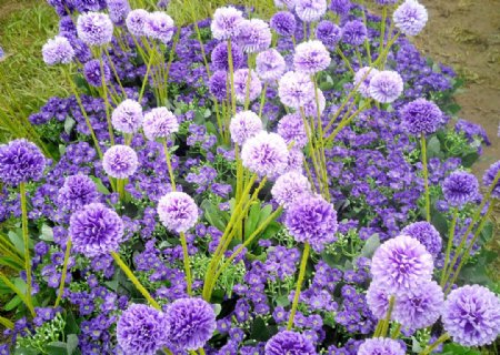 紫球花图片