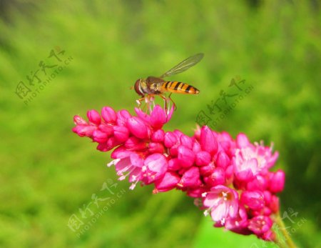 采蜜的食蚜蝇图片