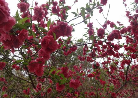 桃花盛开花开美景红色花花卉树枝图片