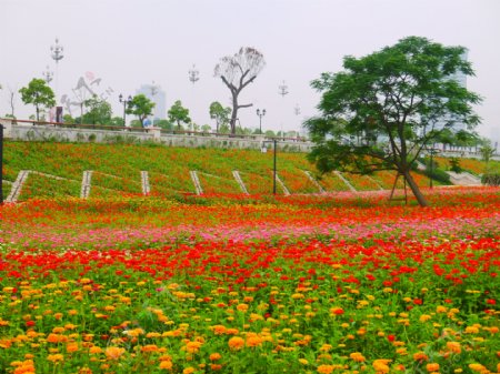 百日草图片