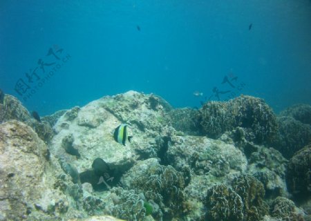 珊瑚岛海底图片