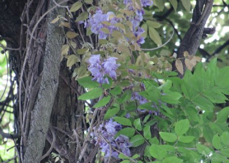 紫藤花开图片