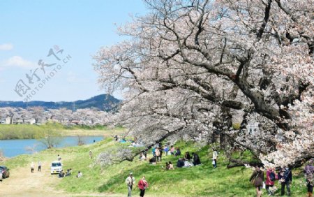 仙台樱花节图片