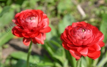 红色花朵图片