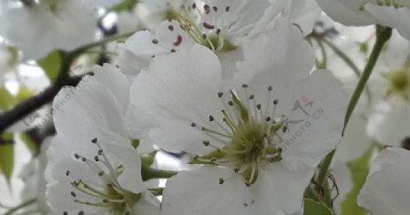 梨花图片