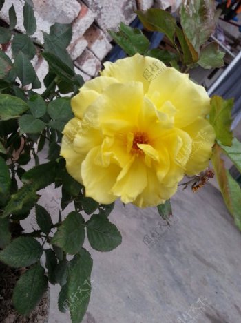 黄色玫瑰花图片