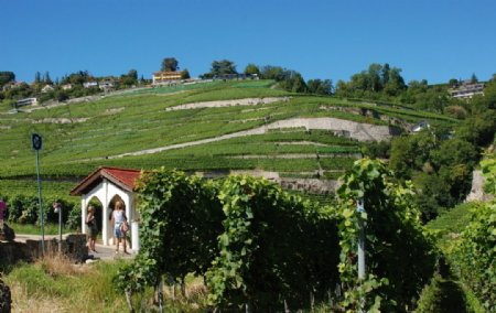 欧洲瑞士葡萄园图片
