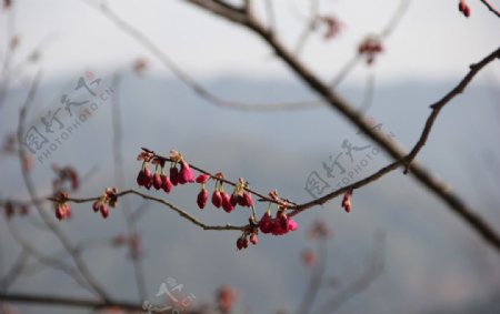 永福樱花图片