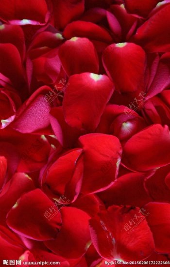 红色玫瑰花瓣图片