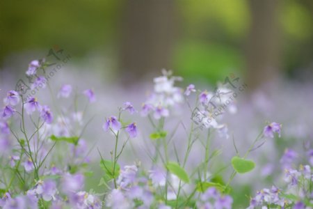 西湖春雨图片