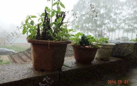 雨后的植物图片