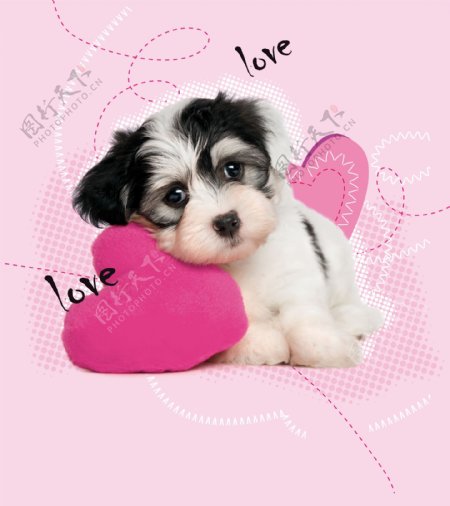 可爱狗粉红背景图片