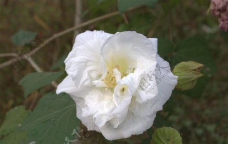 出水芙蓉图片