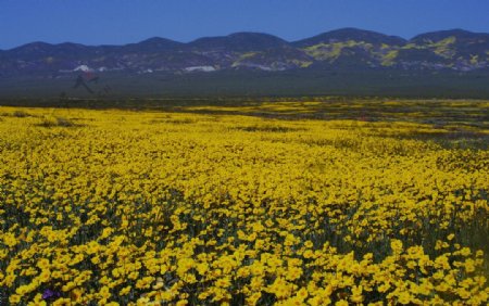 美国加州遍地黄色野花图片