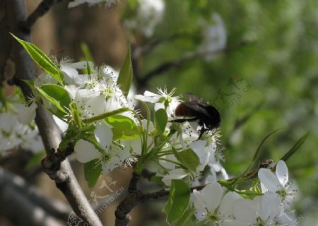 蜜蜂梨花图片