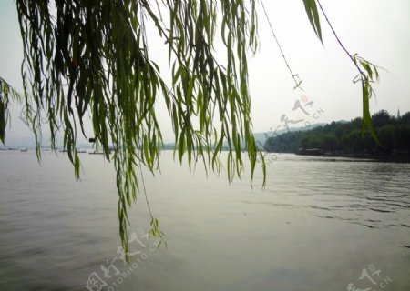 西湖垂柳图片