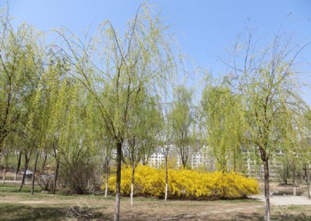 春天的柳树图片