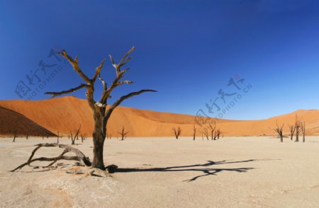 沙漠沙漠风光图片