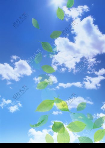 天空中飘落的树叶图片