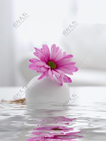 水纹菊花图片