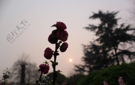 逆光的一枝桃花图片