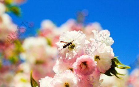 樱花蜜蜂图片
